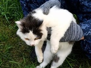 Kucing Jadi Kurir Narkoba Ditangkap, Foto Muka Polosnya Viral