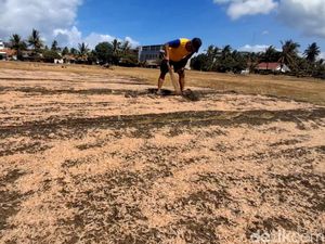 Berkah Kemarau, Nelayan Pangandaran Panen Raya Udang Rebon