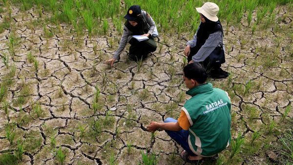 Ratusan Hektare Sawah di Aceh Barat Dilanda Kekeringan