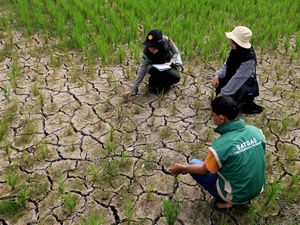 Ratusan Hektare Sawah di Aceh Barat Dilanda Kekeringan