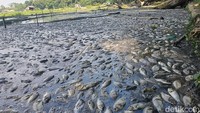 Video: Fenomena Ikan-ikan Mati Mendadak di Danau Klakah Lumajang