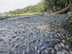 Ribuan Ikan di Ranu Klakah Lumajang Mati Massal