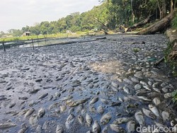 Ribuan Ikan di Ranu Klakah Lumajang Mati Massal
