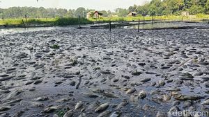 Ikan ikan di Ranu Klakah Lumajang Mati