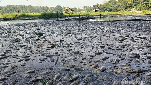 Ikan ikan di Ranu Klakah Lumajang Mati
