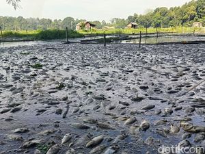 Ikan ikan di Ranu Klakah Lumajang Mati