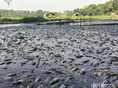 Ikan ikan di Ranu Klakah Lumajang Mati