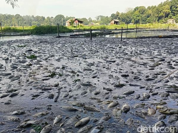 Ikan ikan di Ranu Klakah Lumajang Mati