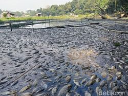 Nelangsa Peternak Ranu Klakah, Ribuan Ikan Mati Massal-Rugi Rp 60 Juta