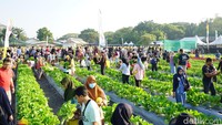 Ribuan Warga Berburu Buah-Sayur PAE 2026 di Kebun Petrokimia Gresik