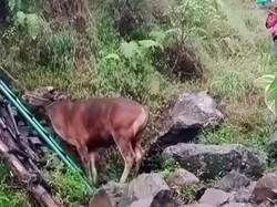 Rombongan Pendaki Bawa Sapi ke Rinjani untuk Disembelih Tuai Kecaman