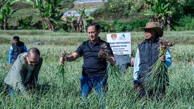 Satgas Pangan Polri terus memperkuat upaya mendukung program swasembada pangan nasional melalui pengembangan budidaya bawang putih di Kecamatan Sembalun, Kabupaten Lombok Timur, Nusa Tenggara Barat (NTB), Minggu (26/7/2026). (Istimewa)