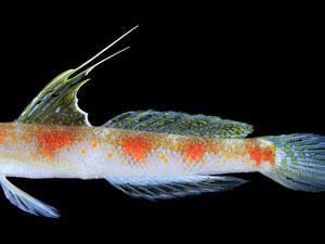 Spesies Baru Ikan Gobi Banyuwangi Terinspirasi Sunrise of Java