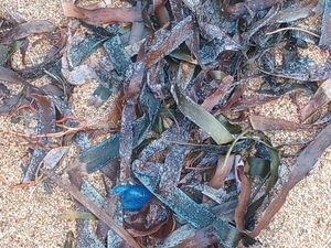 Video: Ada Ubur-ubur Botol Biru di Pantai Sanur, Wisatawan Diminta Hati-hati