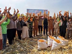 Polisi di Sidoarjo Panen Jagung Bareng Petani Dukung Swasembada Pangan