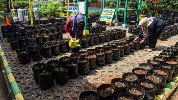 Potret Sawah Mini dari Galon Bekas