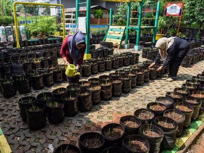 Potret Sawah Mini dari Galon Bekas