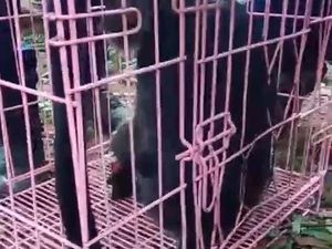 Lutung Kesetrum Saat Panjat Tiang Listrik di Semarang, Tangan Hampir Putus