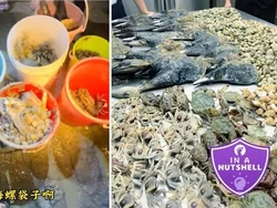 Gan Hai Viral, Tren Berburu Kerang dan Kepiting di Pantai yang Tuai Kritik