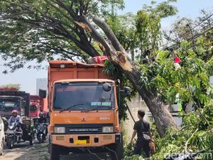 Lalu Lintas Pantura Cirebon Macet Mengular gegara Pohon Timpa Truk