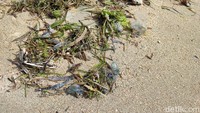 Serangan Ubur-ubur Botol Biru Beracun di Pantai Sanur