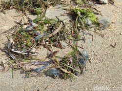 Serangan Ubur-ubur Botol Biru Beracun di Pantai Sanur