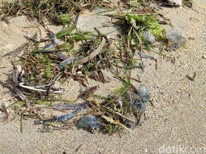 Serangan Ubur-ubur Botol Biru Beracun di Pantai Sanur