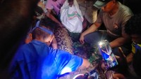 Pria di Kepulauan Sula Tewas Ditelan Ular Piton dalam Hutan