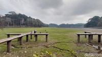 Potret Padang Rumput Hijau di Danau Situ Gede yang Menyusut
