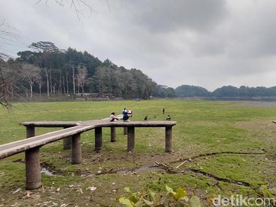 Potret Padang Rumput Hijau di Danau Situ Gede yang Menyusut
