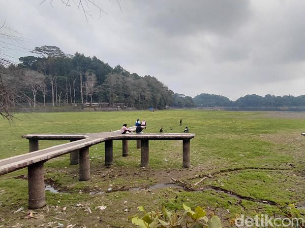 Potret Padang Rumput Hijau di Danau Situ Gede yang Menyusut