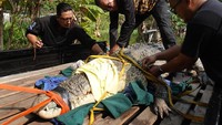 Penampakan Buaya 4,5 Meter yang Sempat Teror Tambak Warga di Sambas