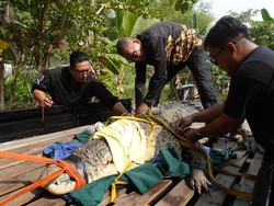 Penampakan Buaya 4,5 Meter yang Sempat Teror Tambak Warga di Sambas