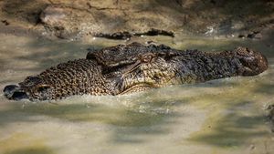 Wujud Buaya 4,5 Meter Saat Dievakuasi Petugas di Sambas