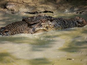 Wujud Buaya 4,5 Meter Saat Dievakuasi Petugas di Sambas