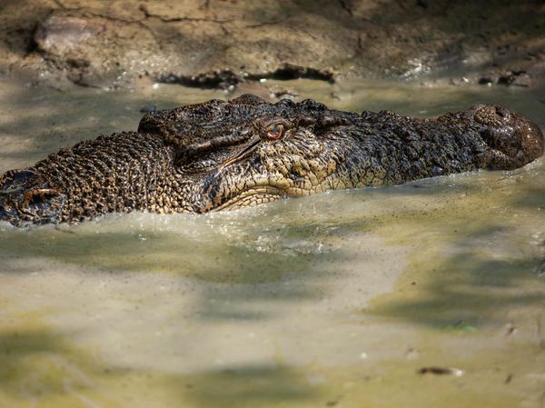 Wujud Buaya 4,5 Meter Saat Dievakuasi Petugas di Sambas