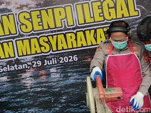 166 Senpira yang Diserahkan Warga ke Polisi Dimusnahkan dengan Cara Dipotong