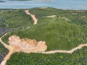 Kemenhut Jerat PT GTP Tersangka Perambahan Hutan di Kepri, Terancam 10 Tahun Bui