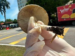 Petik Jamur Liar di Jalan, Satu Keluarga Keracunan usai Menyantapnya