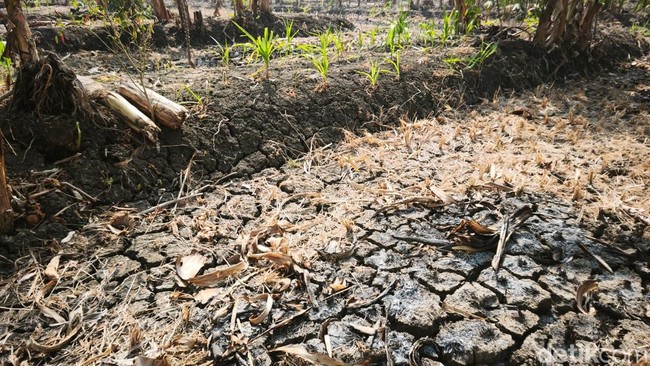 Kemarau Ancam Gagal Panen, Petani Rowosari Tembalang Berharap Segera Ada Irigasi