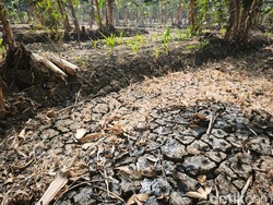 Curhat Petani Rowosari Semarang Terancam Gagal Panen Imbas Kemarau