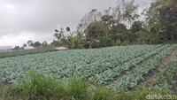Banjar Juwuk Legi-Desa Batunya, Daerah Penghasil Sayuran dan Jeruk