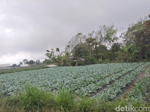 Banjar Juwuk Legi-Desa Batunya, Daerah Penghasil Sayuran dan Jeruk