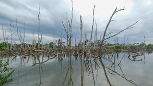 Kerusakan Mangrove Capai 52 Ribu Hektare per Tahun