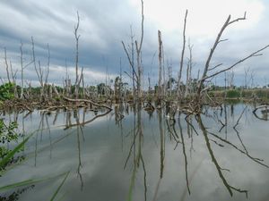 Kerusakan Mangrove Capai 52 Ribu Hektare per Tahun