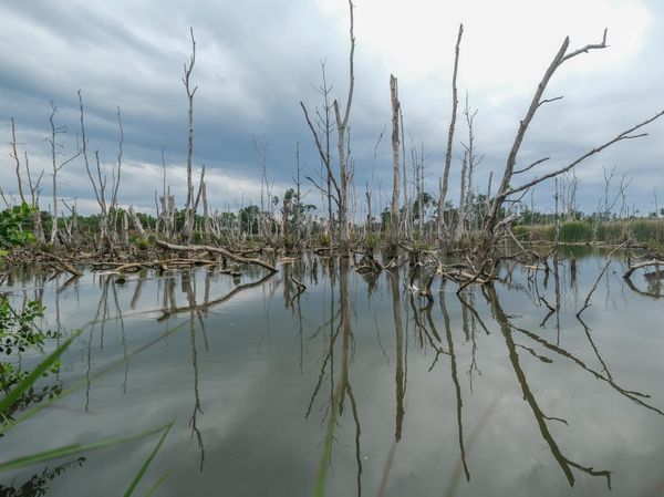 Kerusakan Mangrove Capai 52 Ribu Hektare per Tahun