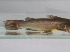 Kanker Langka Menular Antar Ikan Lele, Berbahaya Bagi Manusia?