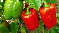 Paprika Merah atau Paprika Hijau, Mana yang Paling Bernutrisi Buat Diet?