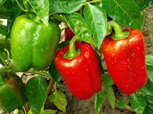 Paprika Merah atau Paprika Hijau, Mana yang Paling Bernutrisi Buat Diet?