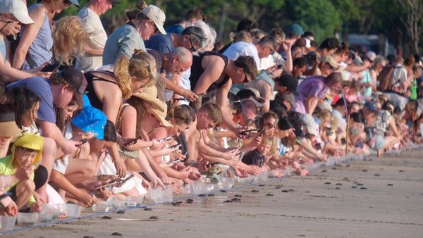 Pelepasliaran Tukik Penyu Lekang Warnai Wisata Konservasi di Pantai Kuta